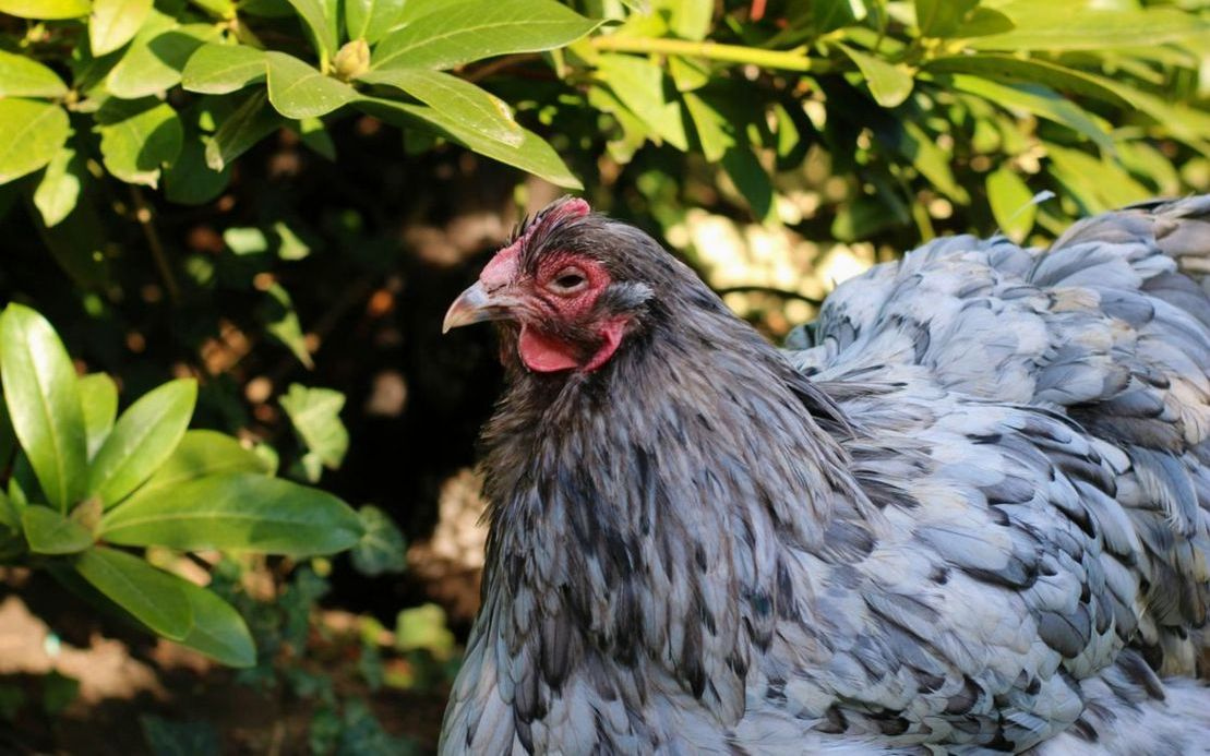 Pollo entero campero con la piel dorada, criado en pastos naturales