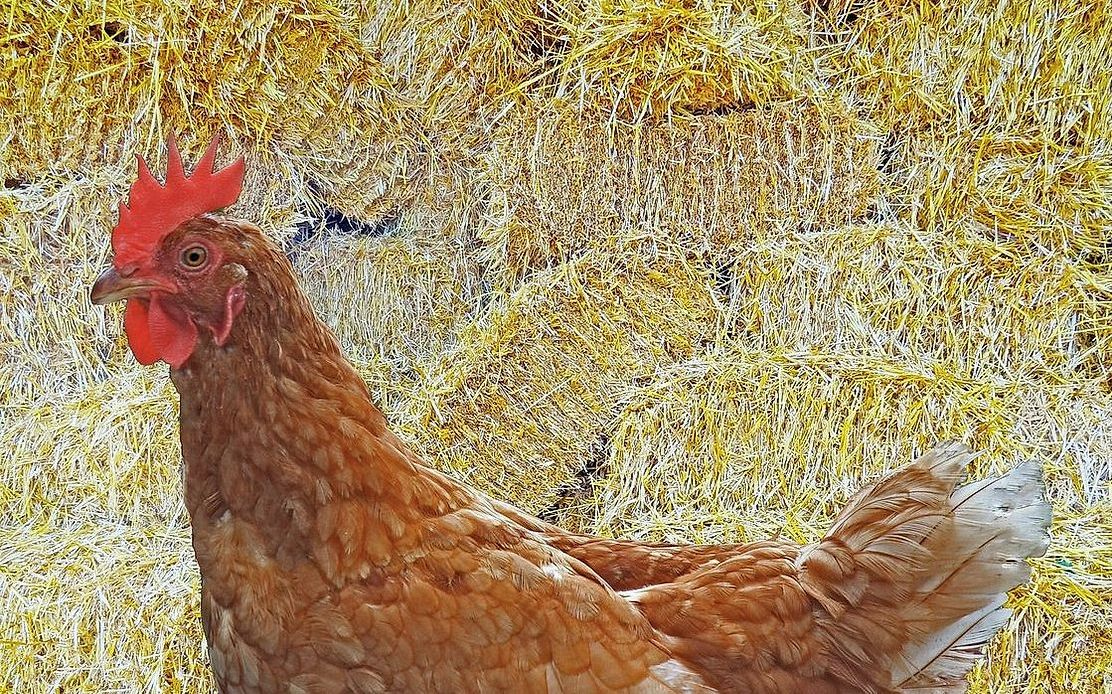 Una docena de huevos de granja con yema brillante, recién sacados del nido